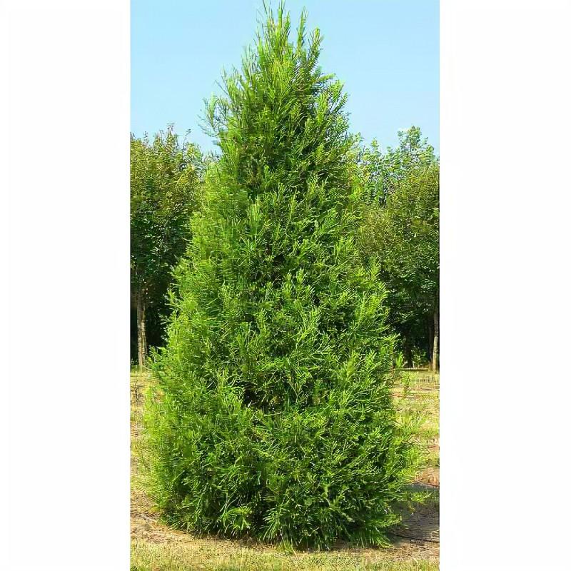 Cryptomeria japonica 'Yoshino' - Japanese Cryptomeria from Gilmore Plants