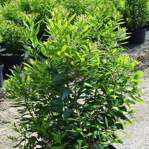 Myrica cerifera 
