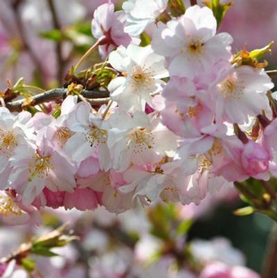 Prunus subhirtella var. autumnalis 