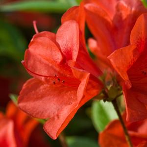 Rhododendron 'Conlen' Autumn Bravo&reg; Encore&reg; Azalea