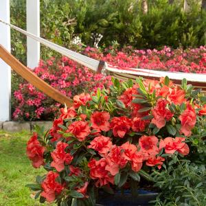 Rhododendron Encore&reg; Autumn Embers&trade;