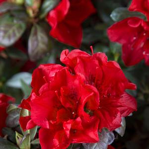 Rhododendron 'Roblez' PP28729 Autumn Fire&reg; Encore&reg; Azalea