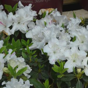 Rhododendron 'Roblex' PP25073 Autumn Lily&reg; Encore&reg; Azalea