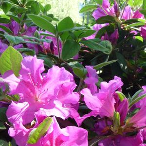 Rhododendron 'Conlec' Autumn Royalty&reg; Encore&reg; Azalea