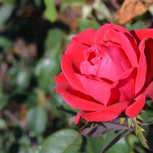 Rosa 'Radtko' PP16202 Knock Out&reg; The Double Knock Out&reg; Rose