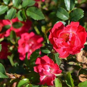 Rosa 'Meigalpio' PP17877 Red Drift&reg; Rose
