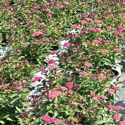 Spiraea Double Play Doozie&reg; 
