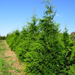 Thuja Green Giant