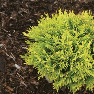 Thuja occidentalis Anna's Magic Ball&reg;