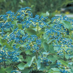 Viburnum dentatum Blue Muffin&reg;