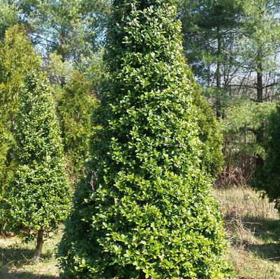 Ilex 'Mary Nell' 
