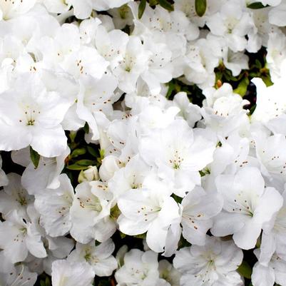 Rhododendron 'Robleg' Autumn Angel&reg Encore&reg; Azalea