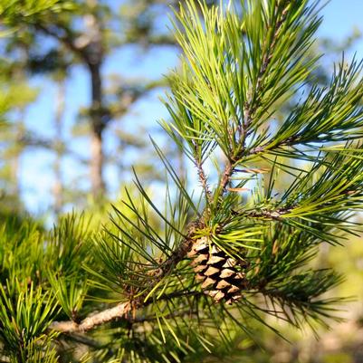 Pinus virginiana 