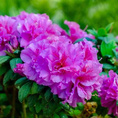 Rhododendron Hybrid 'Roblezd' PP32967 Autumn Majesty&reg; Encore&reg; Azalea