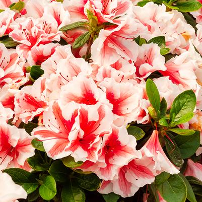 Rhododendron Hybrid 'Robleze' PP32506 Autumn Starburst&reg; Encore&reg; Azalea