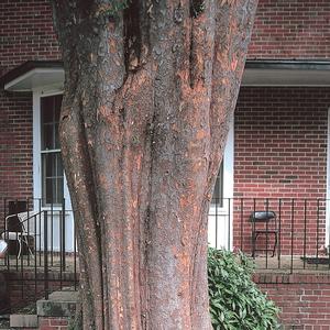 Ulmus parvifolia Allee&reg;