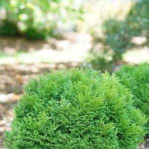 Thuja occidentalis Tater Tot&reg;