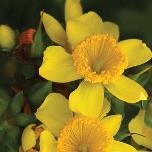 Hypericum kalmianum Sunny Boulevard&reg;