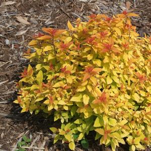 Spiraea japonica Double Play&reg; Candy Corn&reg;