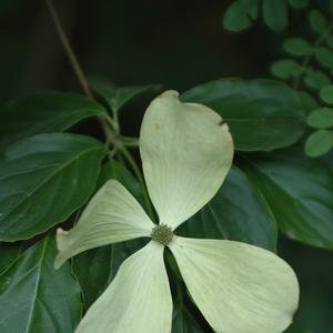 Cornus Constellation&reg;