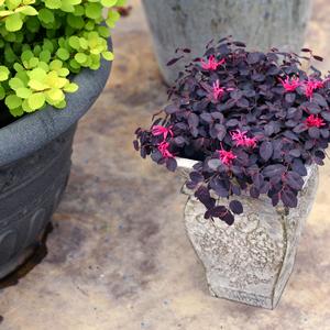 Loropetalum chinense Jazz Hands Mini&reg;