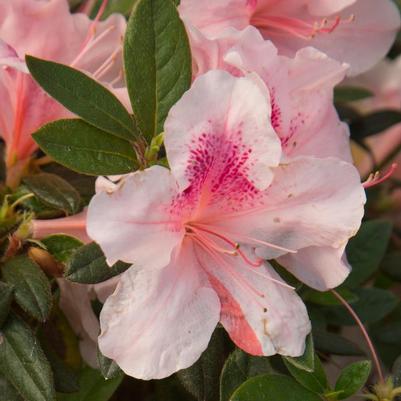 Rhododendron 'Robled' Autumn Chiffon&trade; Encore Azalea