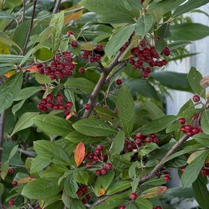 Aronia arbutifolia Brilliantissima