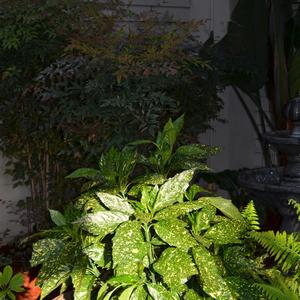Aucuba japonica Gold Dust