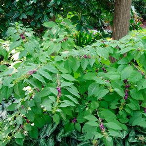 Callicarpa americana 