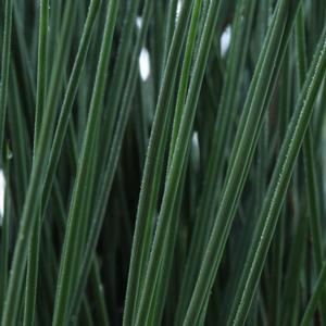 Juncus inflexus ColorGrass&reg; Blue Arrows