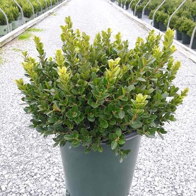 Buxus microphylla 'Little Missy' PP # 24,703