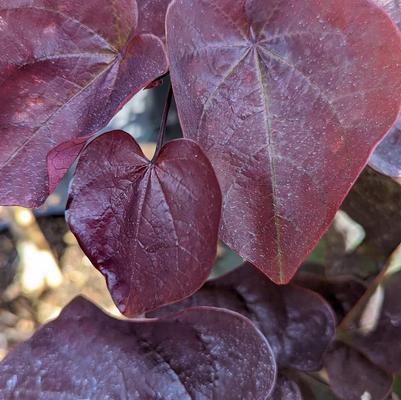 Cercis canadensis 'JN16' Black Pearl&trade;