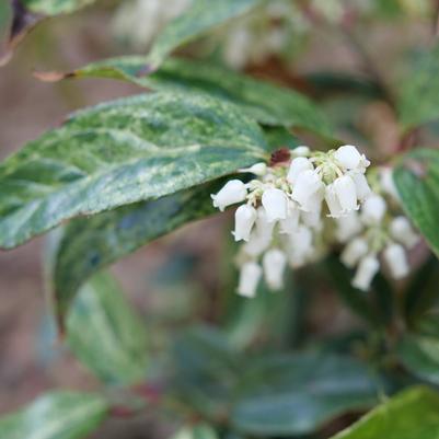 Leucothoe fontanesiana 'SMNLFGRV' Paisley Pup&reg;