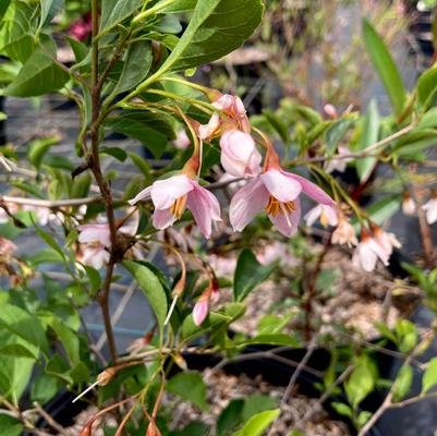 Styrax japonicus 'Pink Chimes'