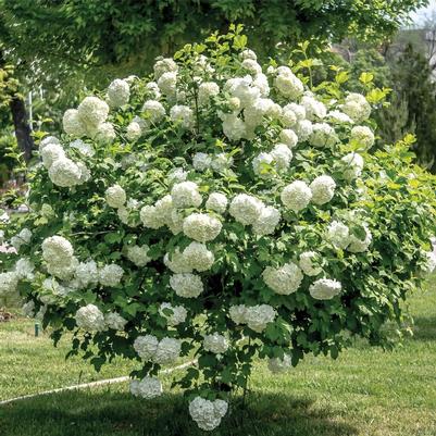 Viburnum opulus 'Roseum' 