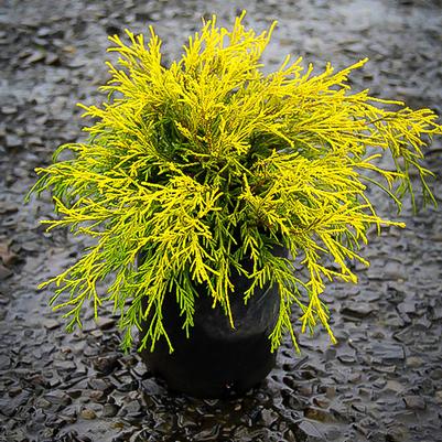 Chamaecyparis pisifera 'King's Gold'