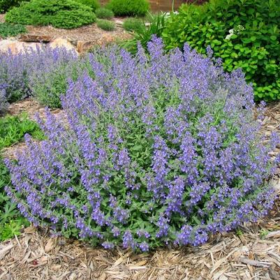 Nepeta x faassenii 'Novanepjun' 