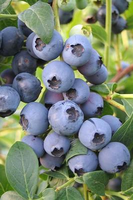 Vaccinium corymbosum 'Suziblue'