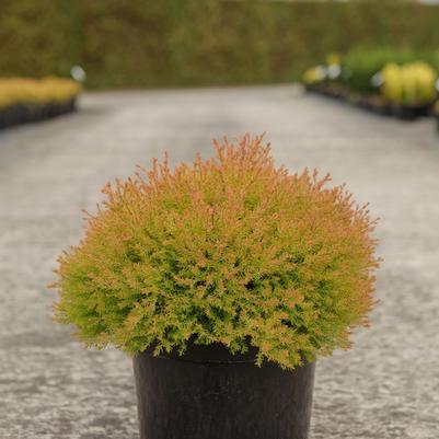 Thuja occidentalis 'Congabe' PP19009